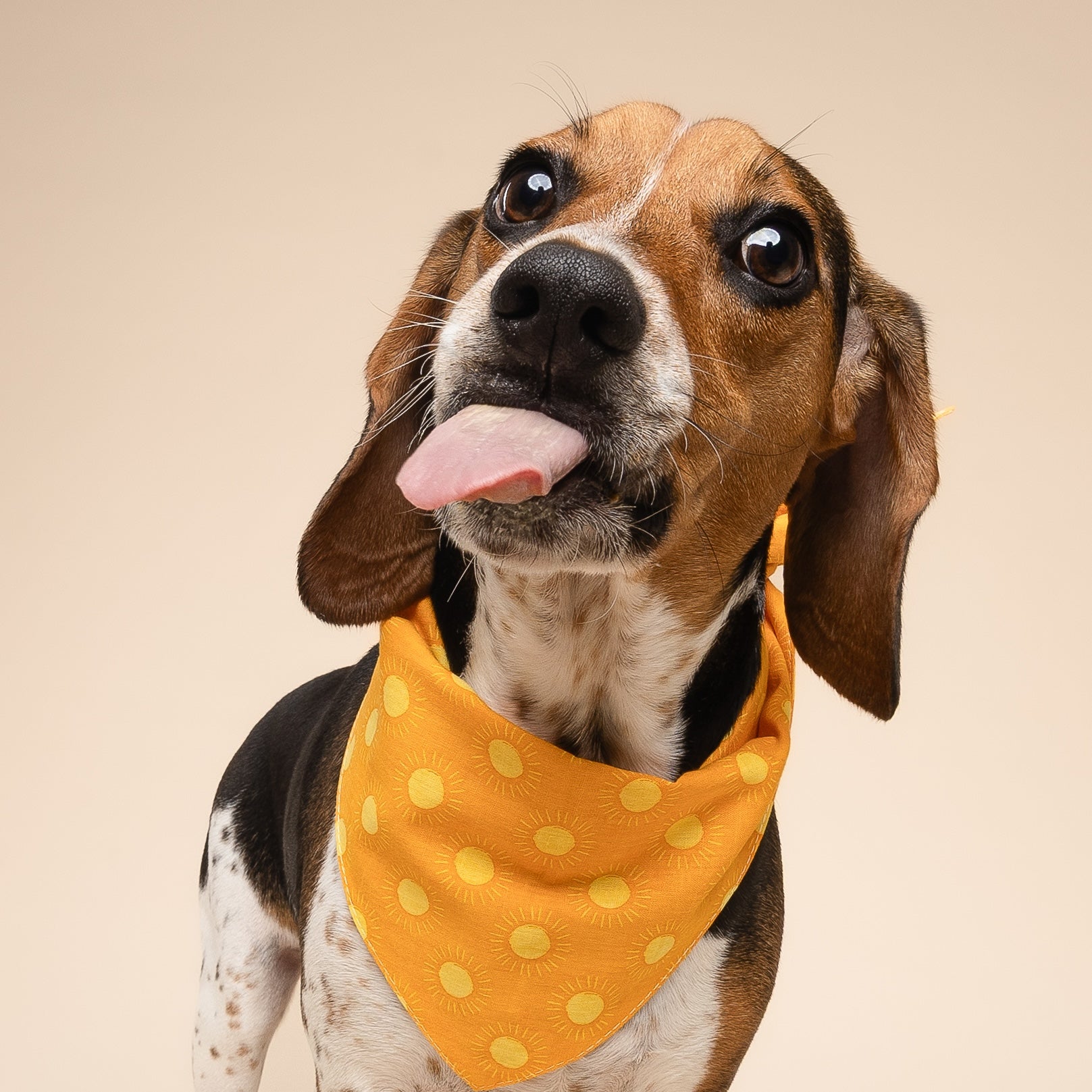 Bandana pour chien - Soleil