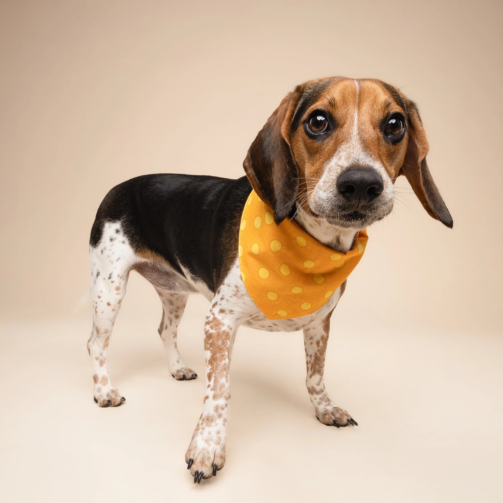 Bandana pour chien - Soleil