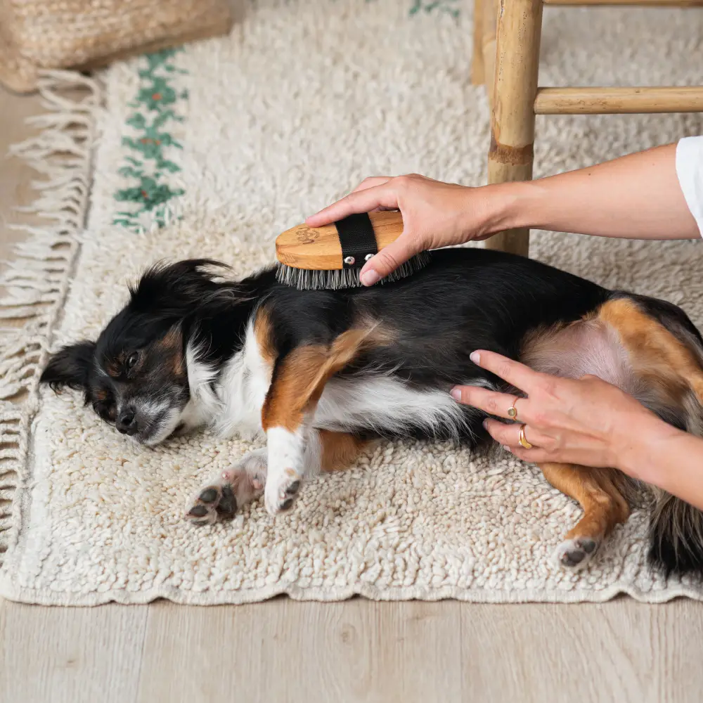 Brosse de massage pour chien-Soins-Toutou-Muzon