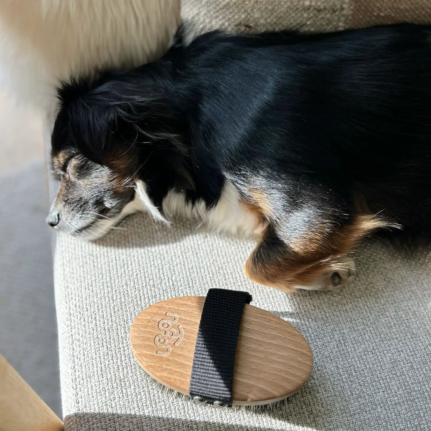 Brosse de massage pour chien-Soins-Toutou-Muzon