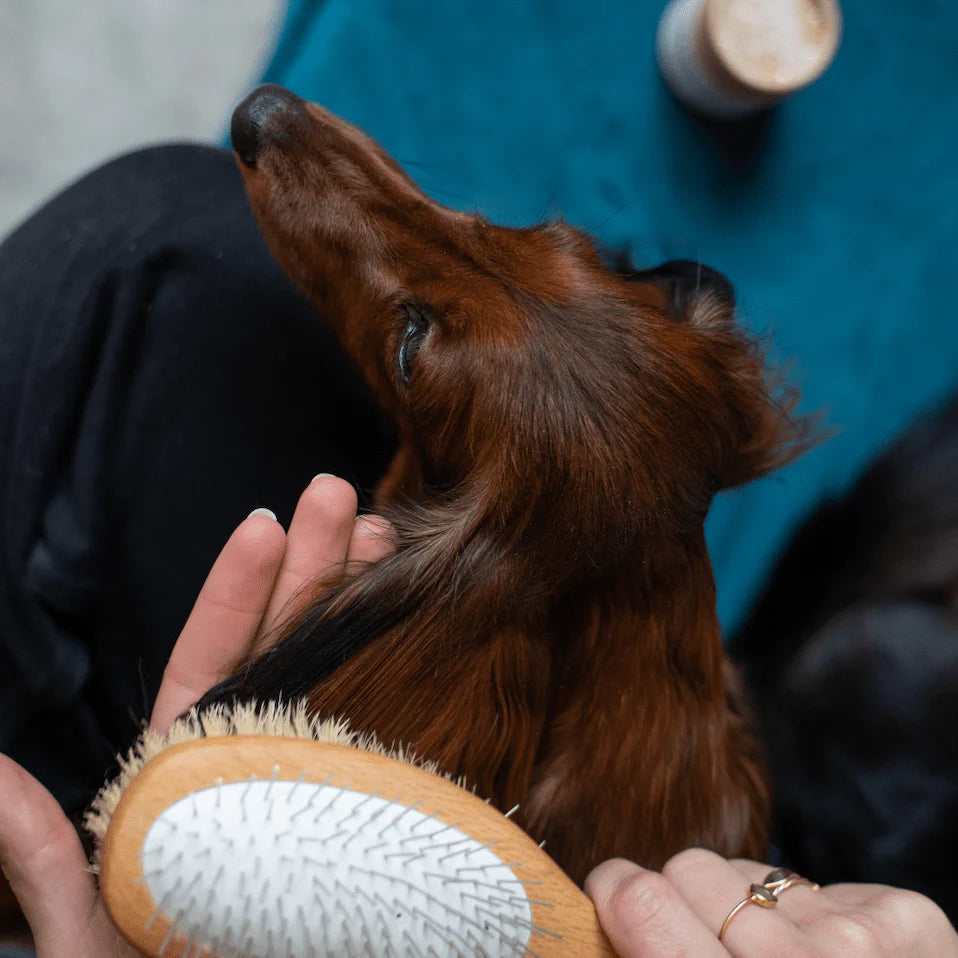 Brosse double face pour chiens à poils longs et mi-longs