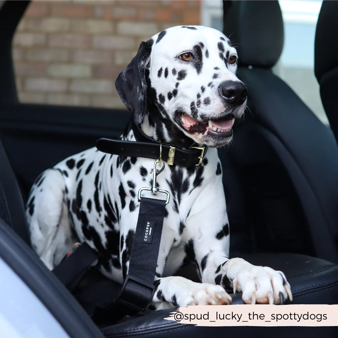 Ceinture de sécurité pour chien - Noir