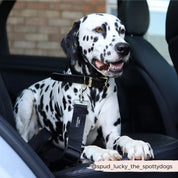 Ceinture de sécurité pour chien - Noir