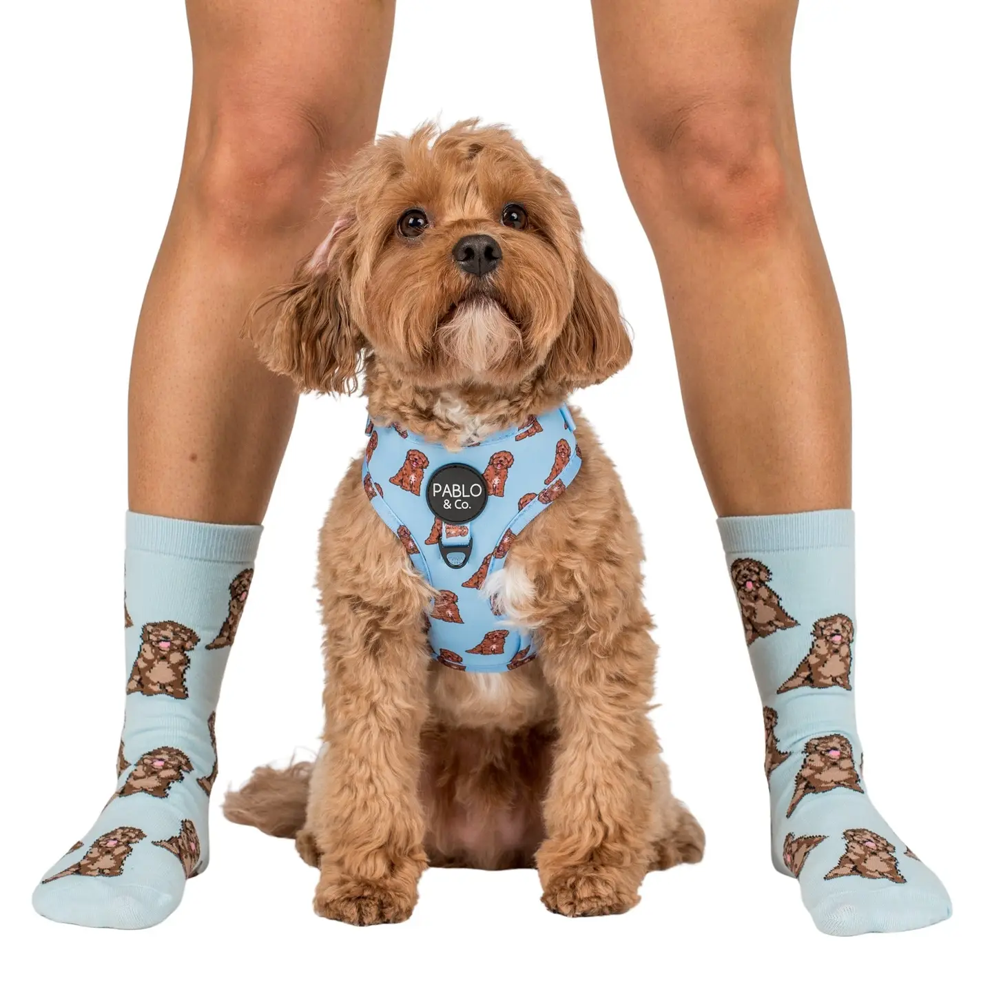 Chaussettes Dog Race - Cockapoo