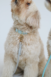 un chien portant le Collier pour chien Bleu clair - Furlou