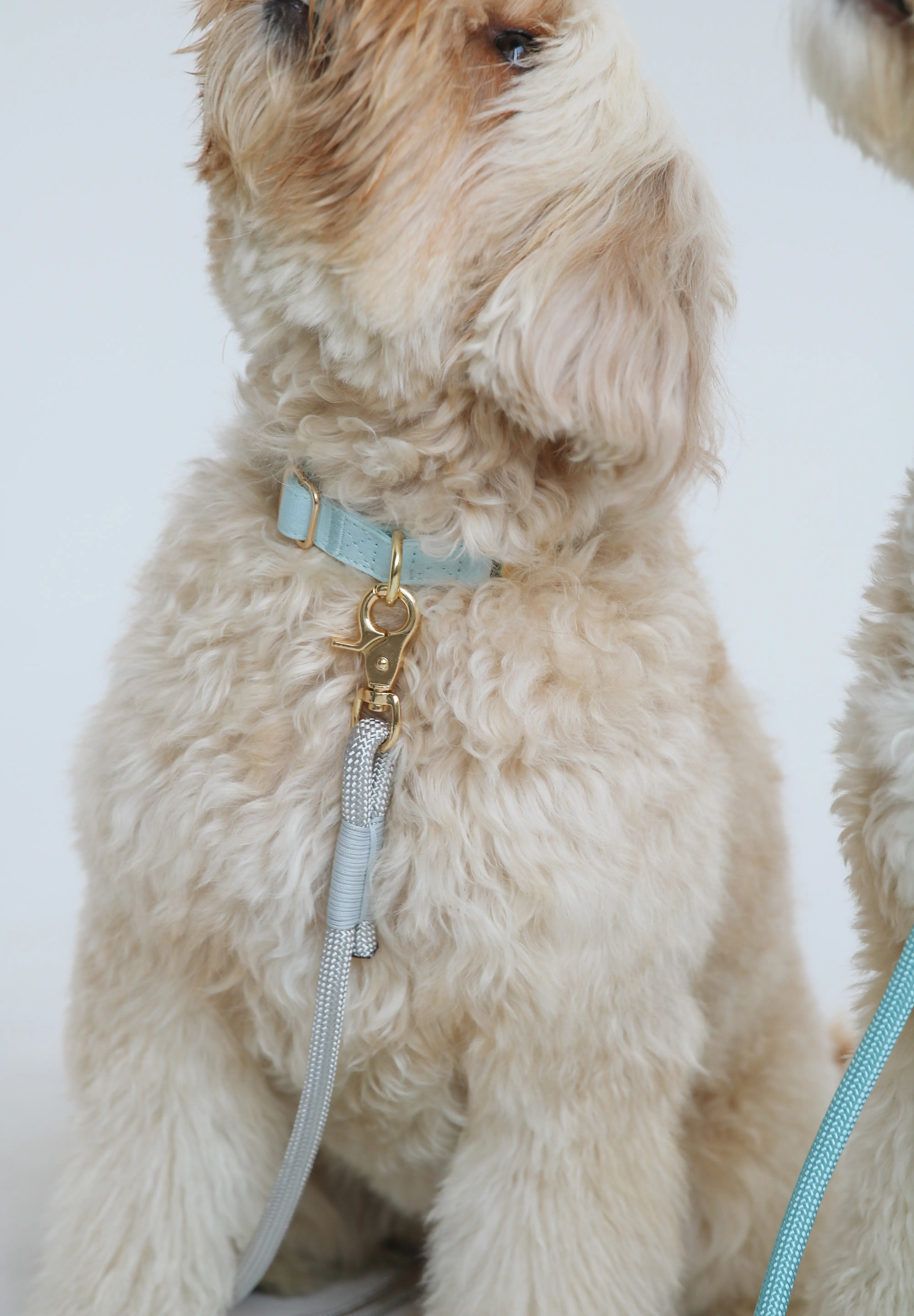 un chien portant le Collier pour chien Bleu clair - Furlou