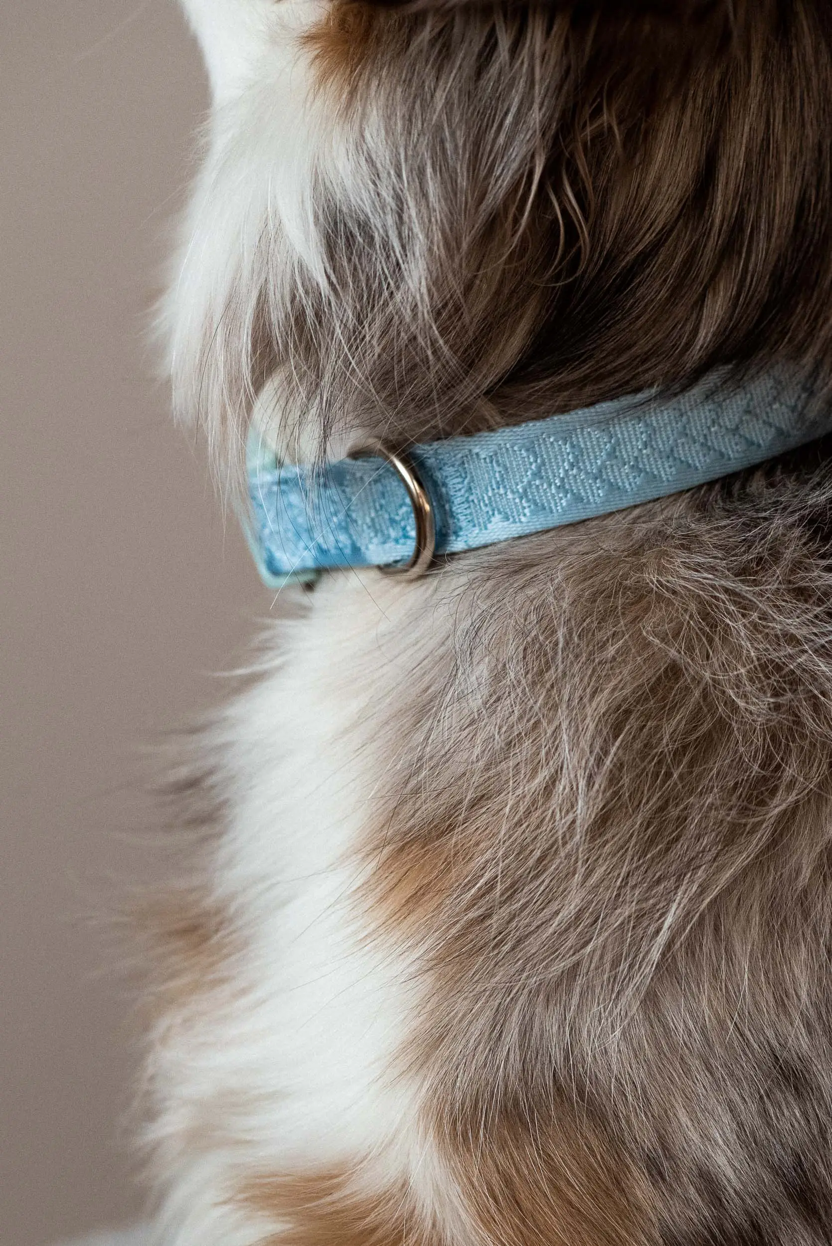 Collier pour chien Cloud bleu