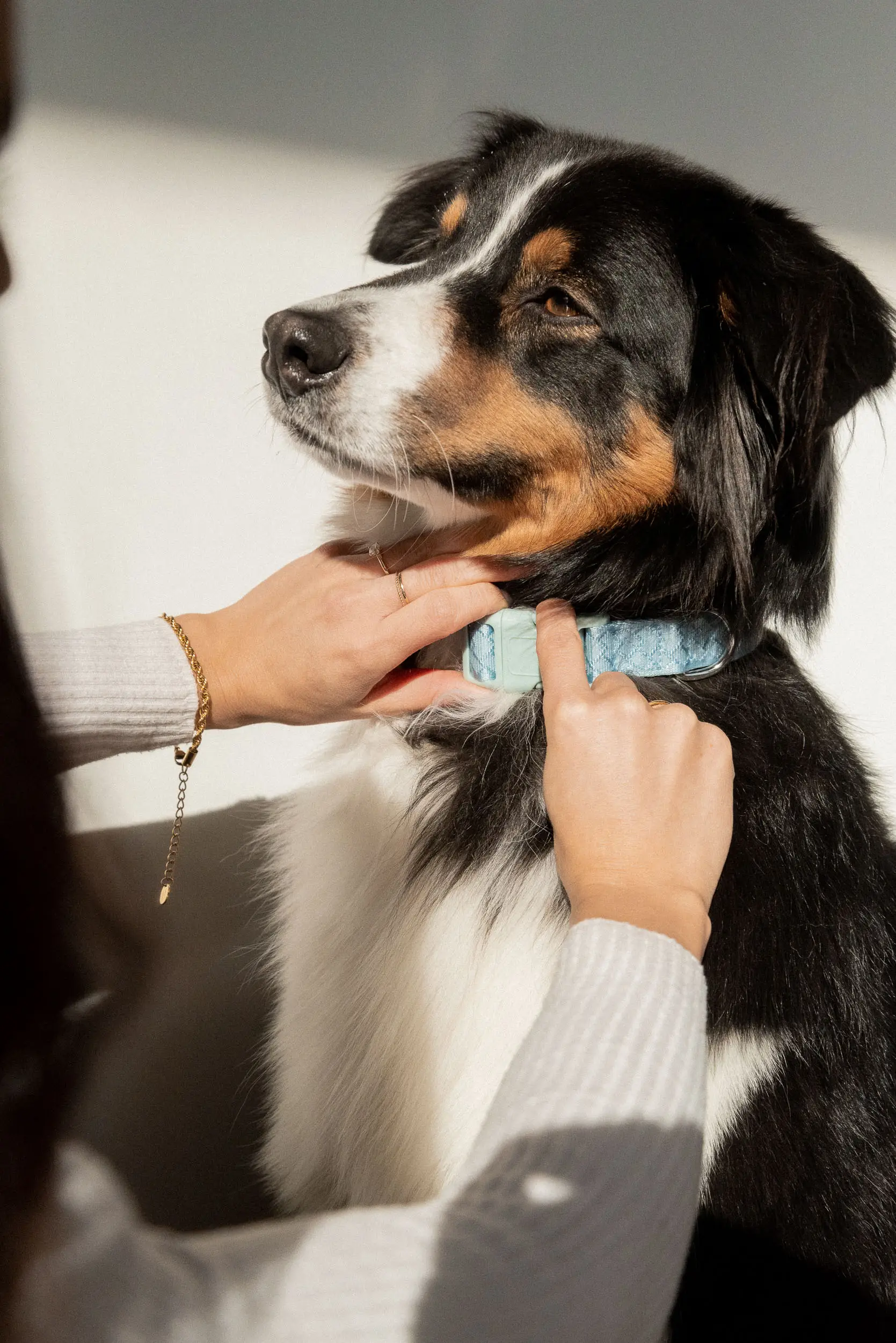 un humain mettant un collier à son chien