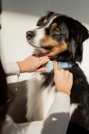 un humain mettant un collier à son chien