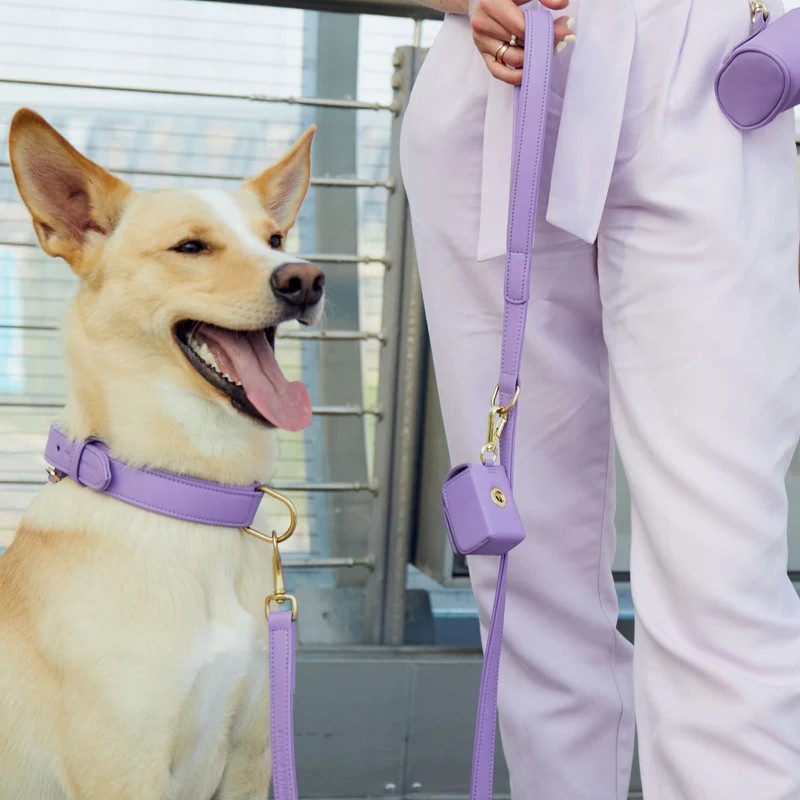 Collier pour chien Lavande - Furlou | Muzon 