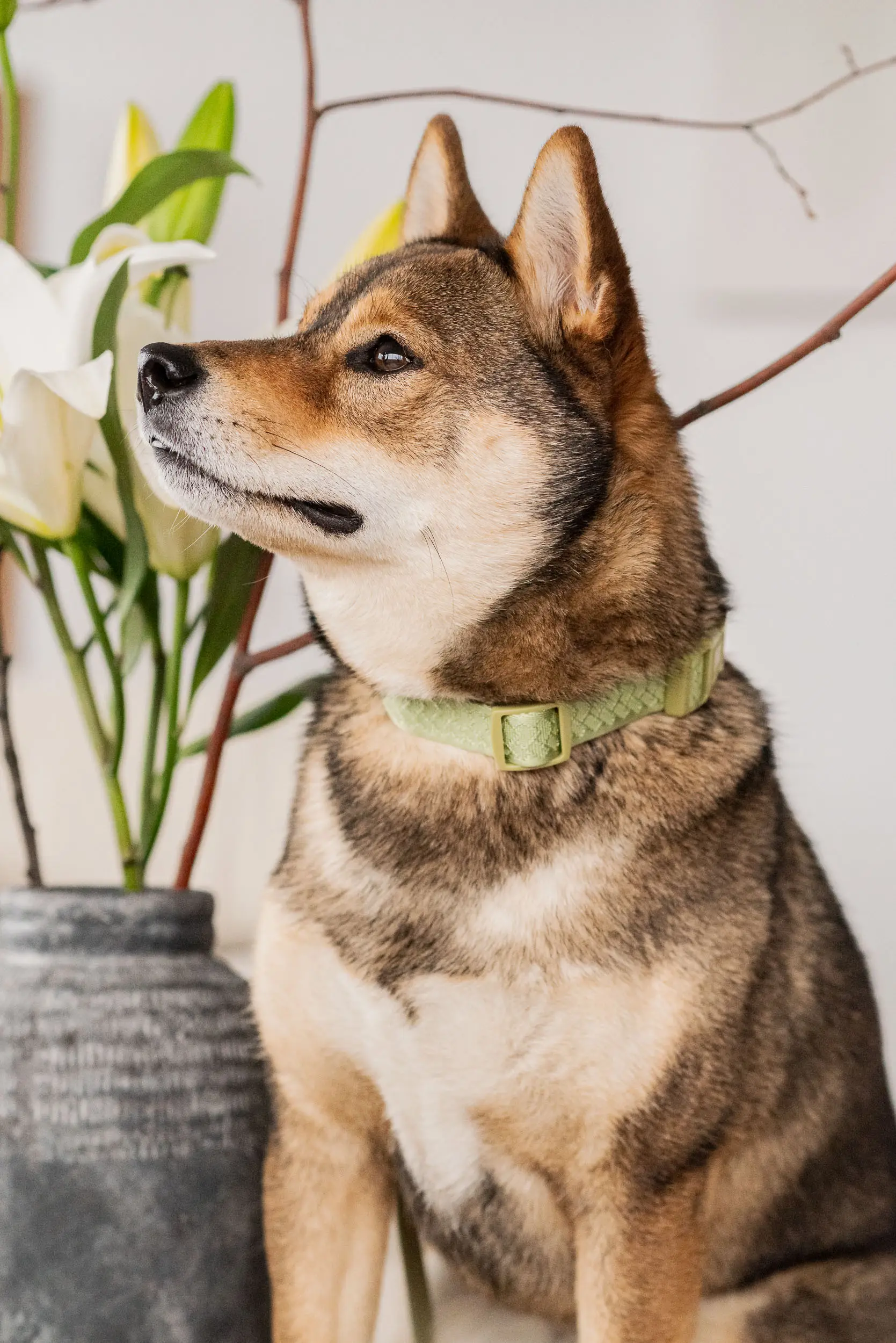 un chien porte le Collier pour chien vert Matcha | Muzon