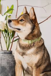 un chien porte le Collier pour chien vert Matcha | Muzon