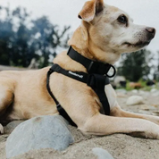 un chien porte un harnais et un Collier pour chien Samson