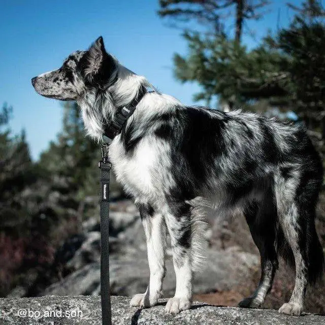 un chien a un Collier pour chien Samson | Muzon 