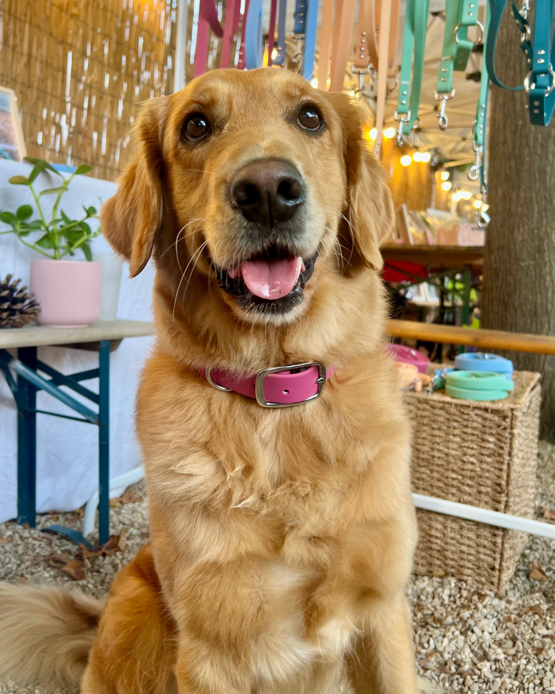 Waterproof collar - Raspberry