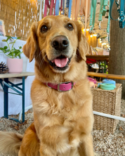 Waterproof collar - Raspberry