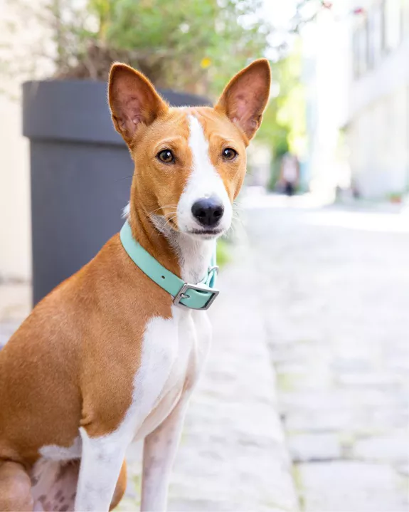 Collier pour chien Vert Lagon - Ploouf | Muzon 