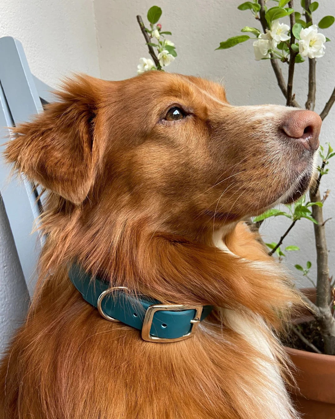 Waterproof Collar - Muzon Green