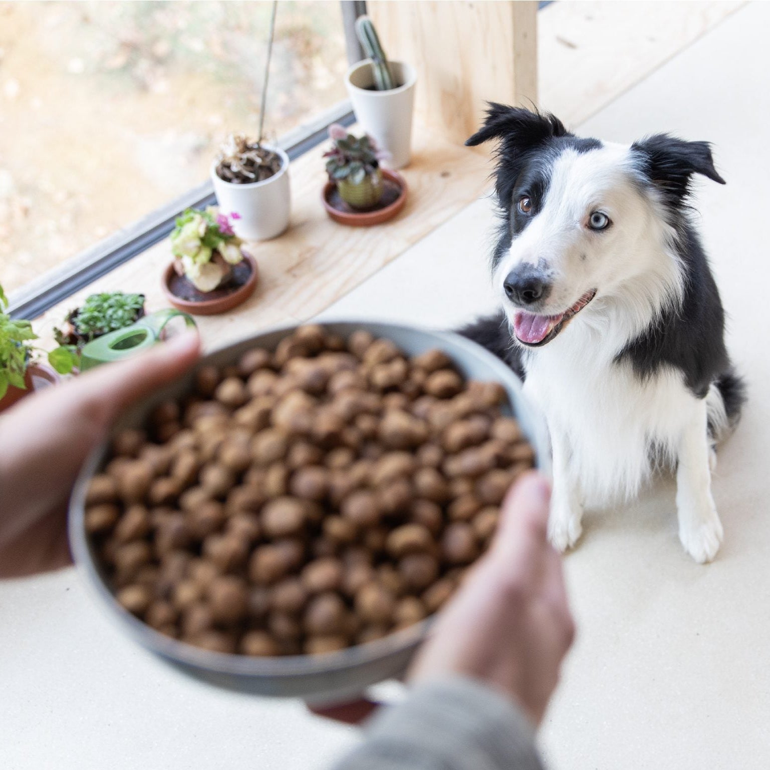 Croquette hypoallergenique chien au Canard Frais - DogChef | Muzon