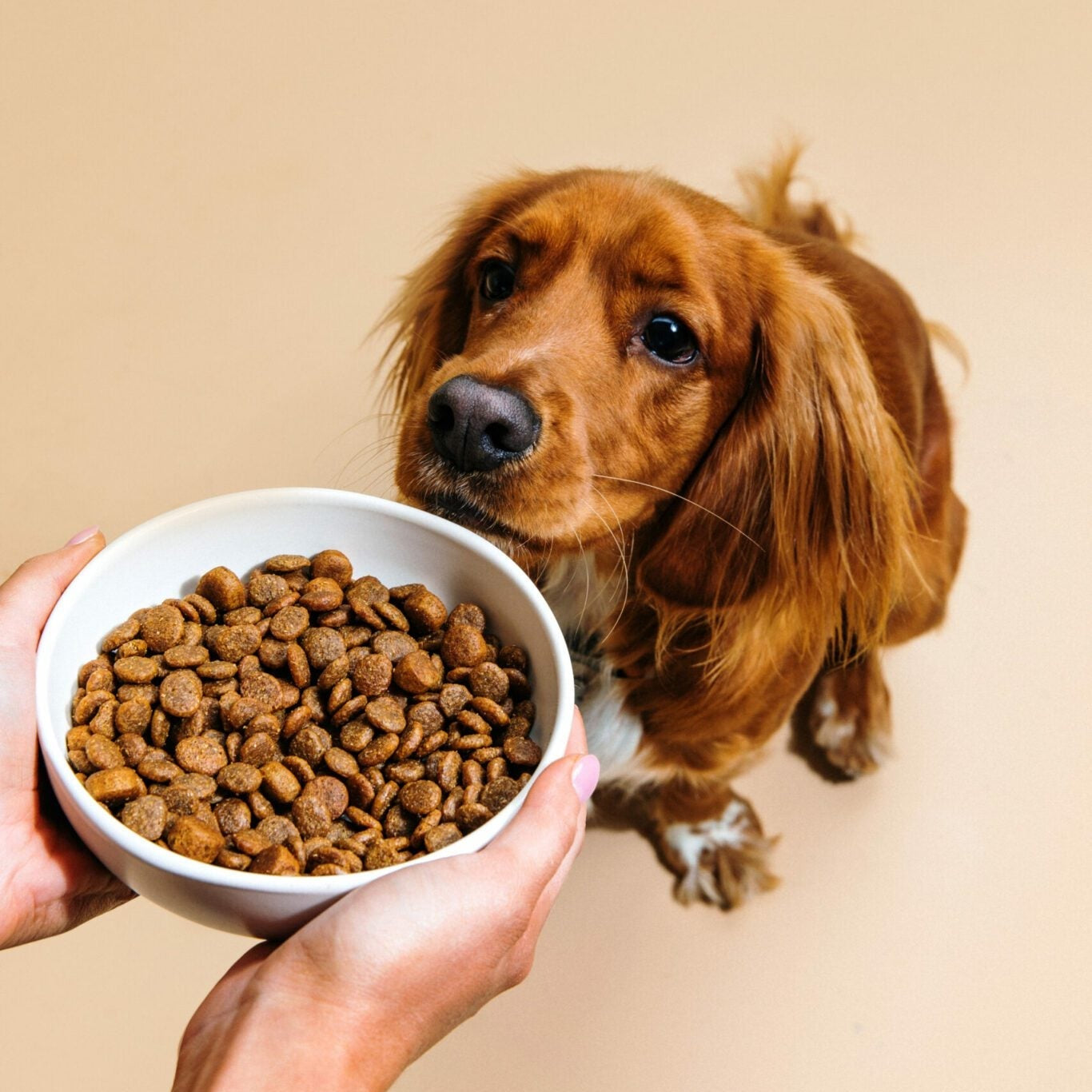 Croquettes pour chien adultes - Poulet frais Dog Chef-Muzon