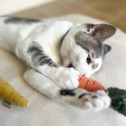 Jouet pour chat - Les petites carottes