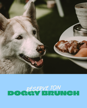 Doggy brunch au FirstName Bordeaux - 06.09.2026