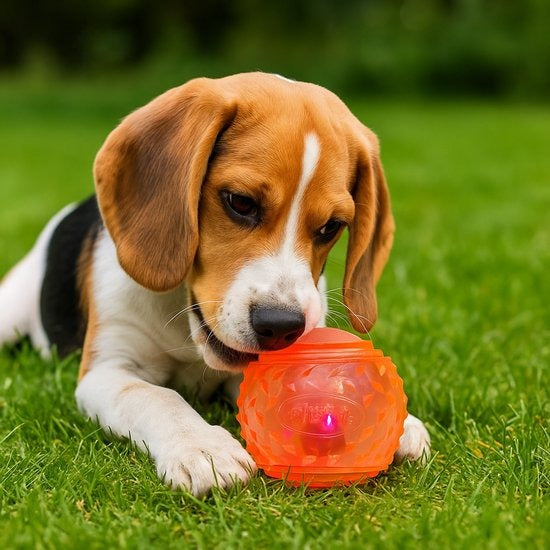 Chiot beagle jouant avec une balle lumineuse LED Gloria Play & Run dans l'herbe