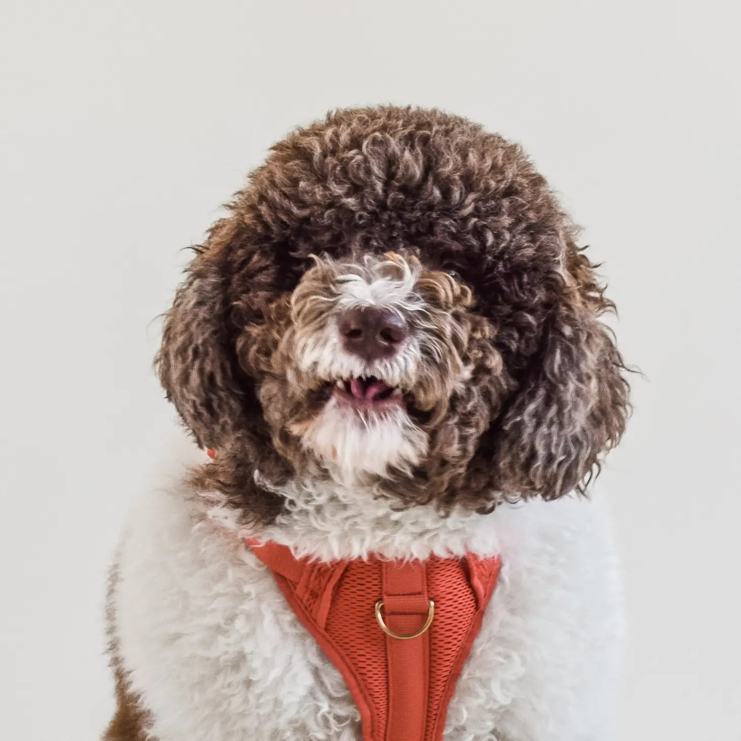 Harnais confortable rembourré en maille aérée pour chien - Spice-Harnais-Awoo-Muzon