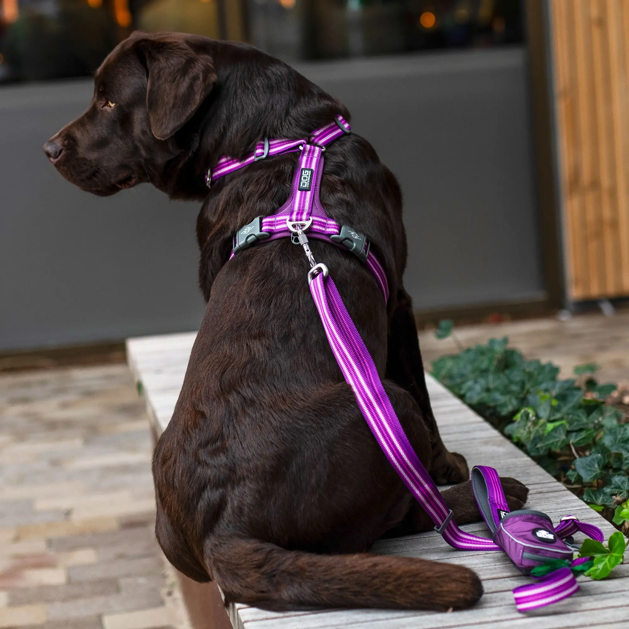 harnais-dog-copenhagen-Marron-2.png