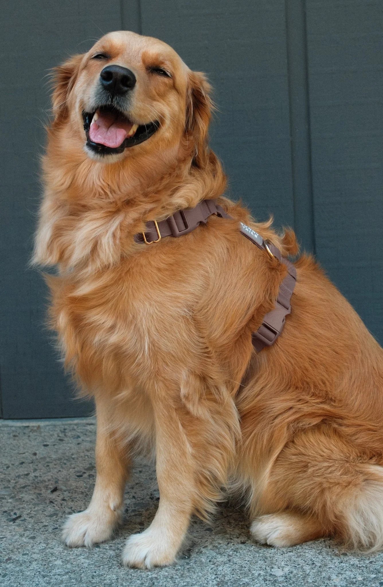 Harnais waterproof - Espresso brown