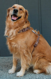 Harnais waterproof - Espresso brown