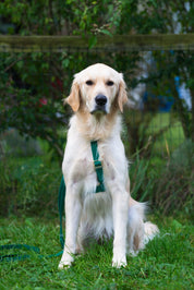 Harnais waterproof - Green cloud