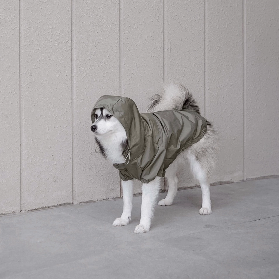 Imperméable chien couleur vert