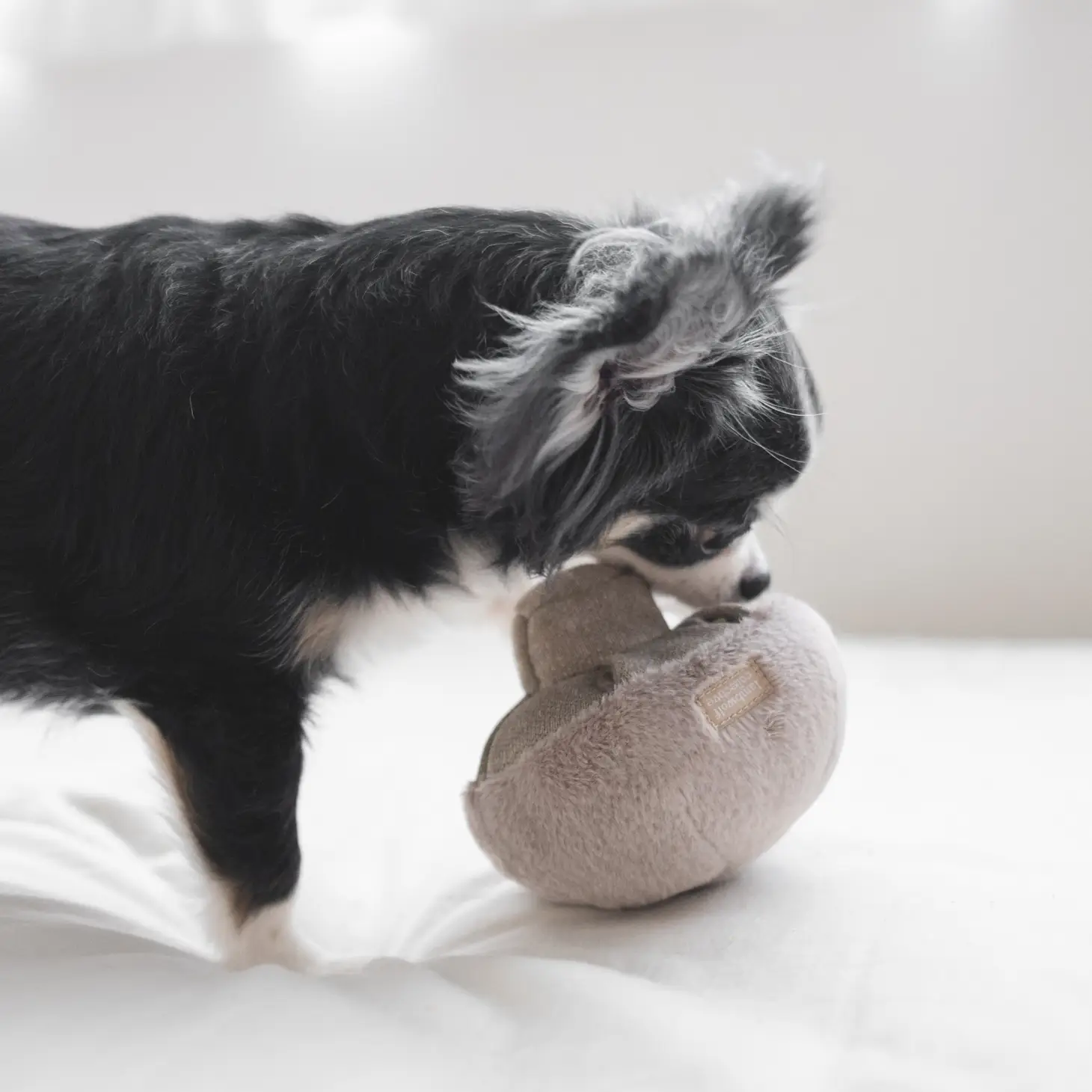 Champignon pour chien - Jeu interactif pour stimuler l'exploration | Marque Muzon