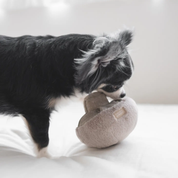 Champignon pour chien - Jeu interactif pour stimuler l'exploration | Marque Muzon