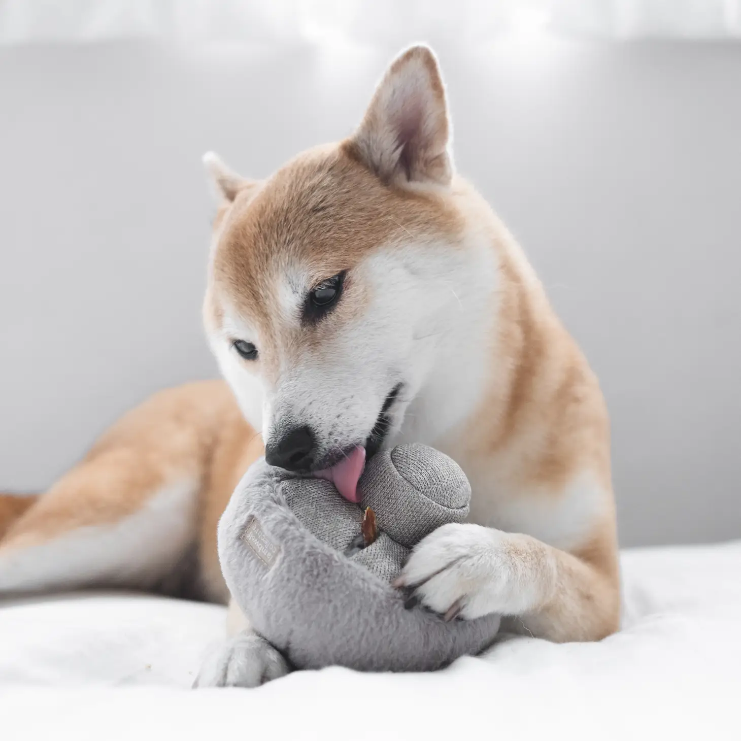 Jeu d'occupation pour chien - Champignon pour divertir votre animal | Marque Muzon