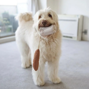 Mini baguette pour chien - Jeu interactif pour stimuler l'exploration | Marque Muzon