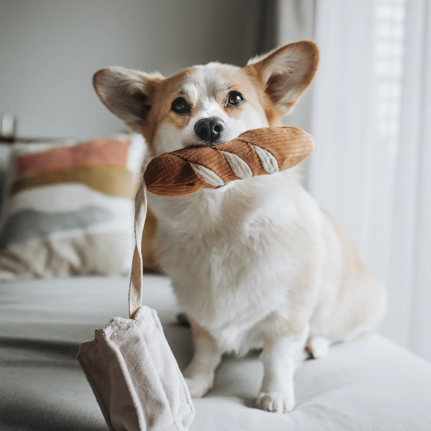 Jeu pour chien - Mini baguette pour jeu de recherche | Marque Muzon