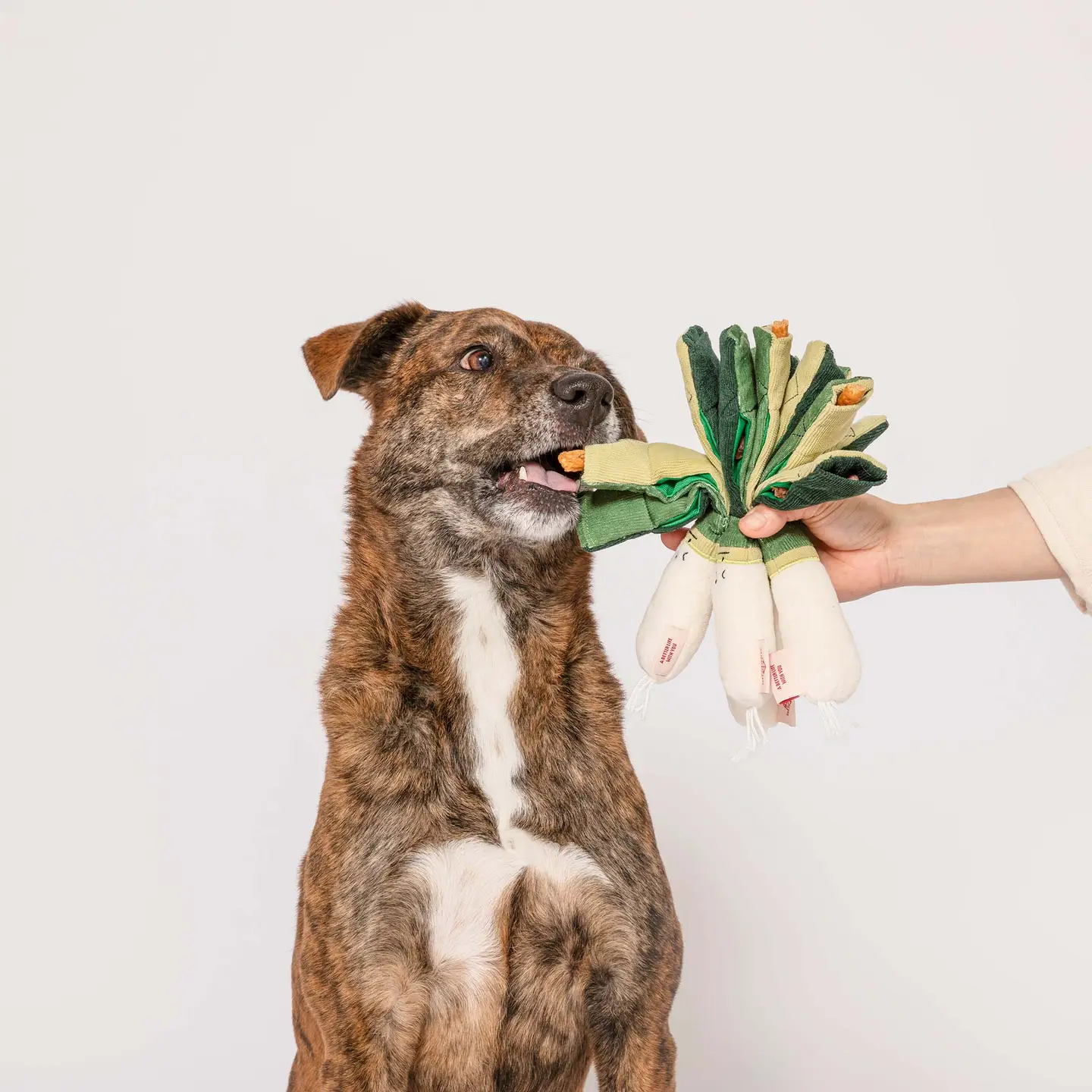 Jouet pour chien - Poireau pour jeu de recherche | Marque Muzon