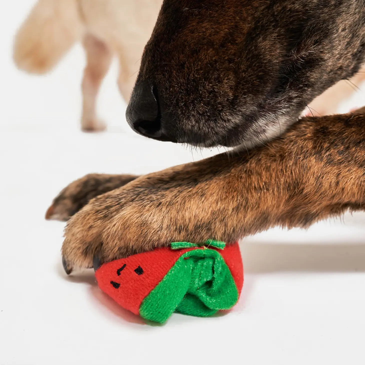 Jouet d'occupation pour chien - Tomates cerises pour jeu de recherche | Marque Muzon