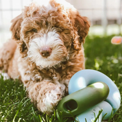 FalconToy bleu pour chien - Jeu interactif pour stimuler l'exploration | Marque Muzon