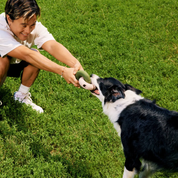 FalconToy vert pour chien - Jeu interactif pour stimuler l'exploration | Marque Muzon