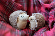 Peluche - Les hérissons