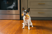 Peluche - Le cinnamon roll