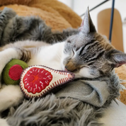 Jouets pour chat - Le set olive et figue