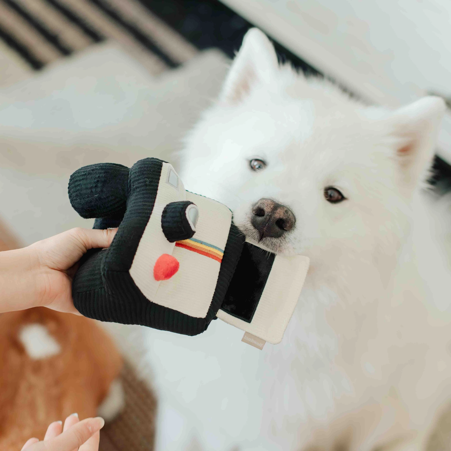 jouetdefouillepolaroid2.png