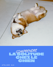 Atelier #14 : Comprendre la solitude chez le chien - 13.06.2026