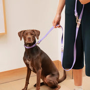 Laisse waterproof - Lilas