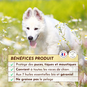 Lotion anti-parasitaires pour chiens