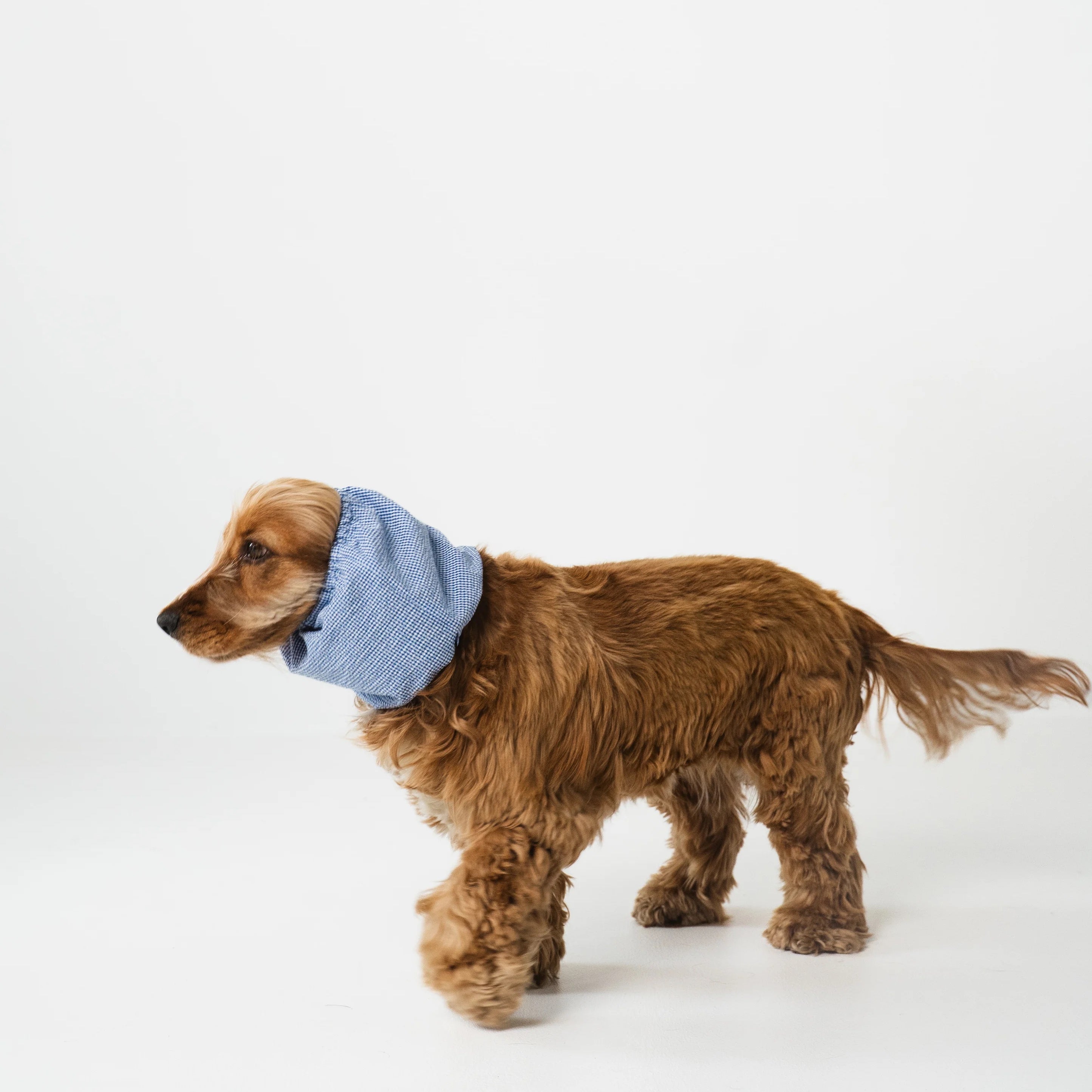 lou-and-co-snood-pour-chien-summer-santorini-3.jpg